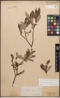 Foto von Salix caprea L. x Salix lapponum L.